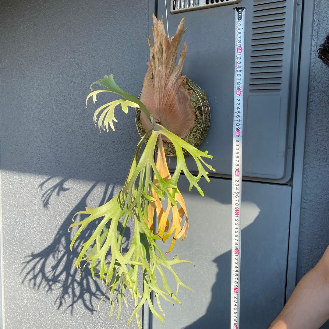 月光爪哇　親株　ビカクシダ・ムーンライト 【ペトペンチア】