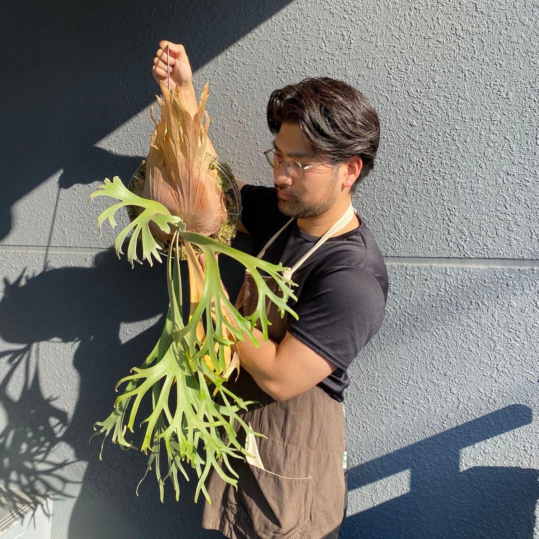 月光爪哇　親株　ビカクシダ・ムーンライト 【ペトペンチア】