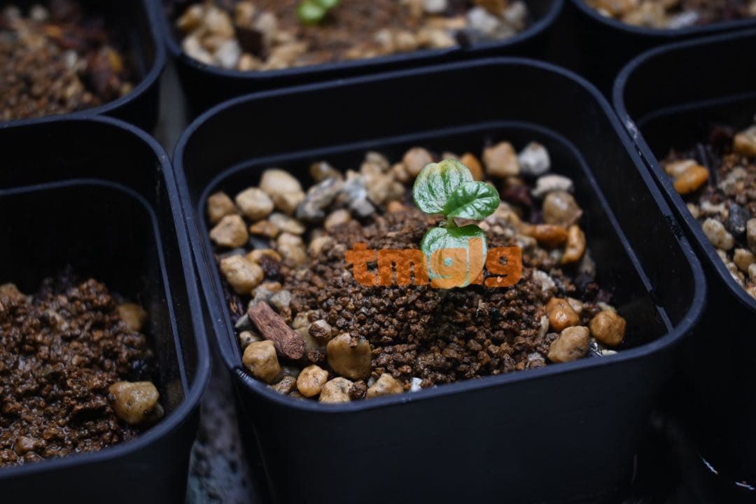 ドルステニアギカスブラータ種子5粒