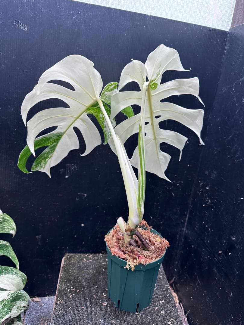 斑入りモンステラ ホワイトタイガー極美大株50cm白斑多