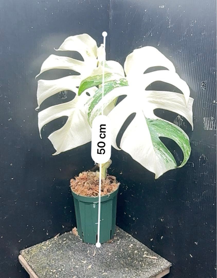斑入りモンステラ ホワイトタイガー極美大株50cm白斑多