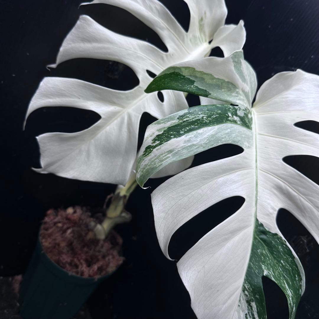 斑入りモンステラ ホワイトタイガー極美大株50cm白斑多