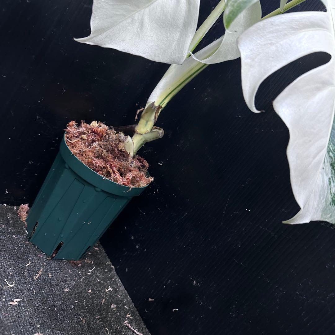 斑入りモンステラ ホワイトタイガー極美大株50cm白斑多