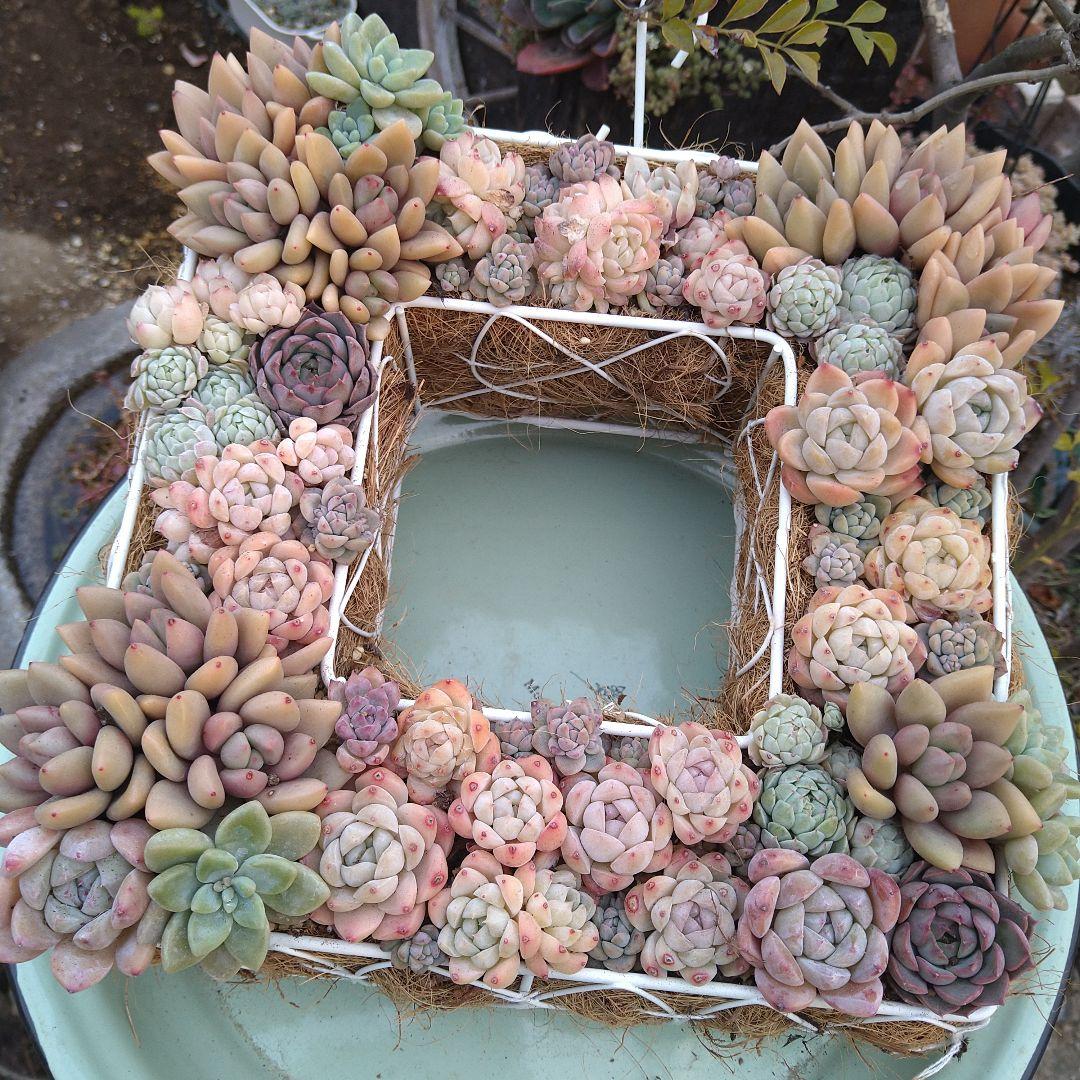 多肉植物寄せ植え【スクエア型リース寄せ】そのまま飾れる寄せ植え　　匿名発送