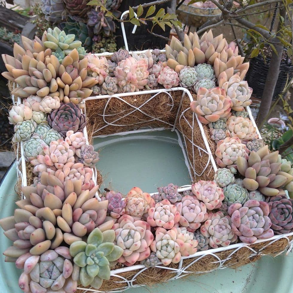 多肉植物寄せ植え【スクエア型リース寄せ】そのまま飾れる寄せ植え　　匿名発送