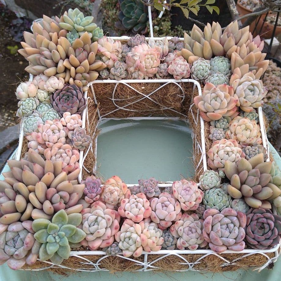 多肉植物寄せ植え【スクエア型リース寄せ】そのまま飾れる寄せ植え　　匿名発送