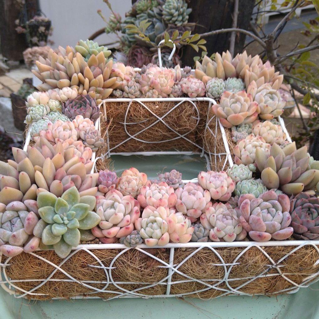 多肉植物寄せ植え【スクエア型リース寄せ】そのまま飾れる寄せ植え　　匿名発送