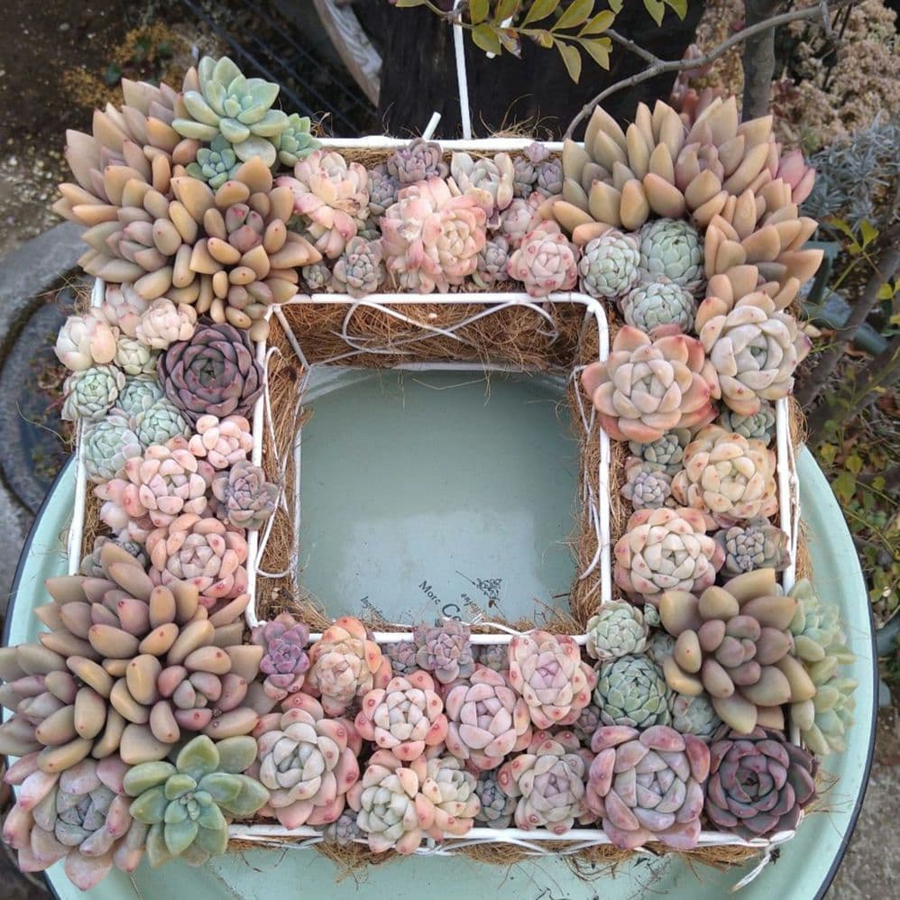 多肉植物寄せ植え【スクエア型リース寄せ】そのまま飾れる寄せ植え　　匿名発送