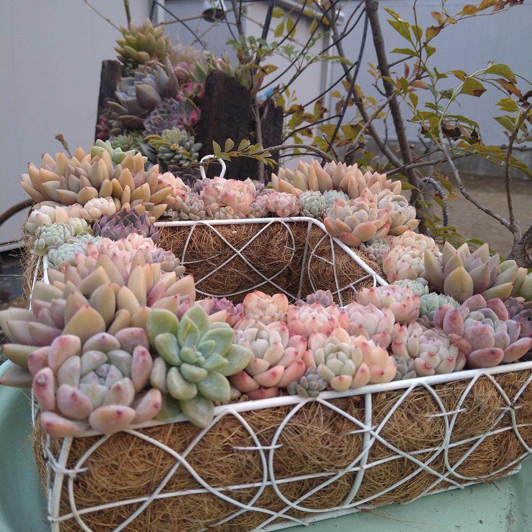 多肉植物寄せ植え【スクエア型リース寄せ】そのまま飾れる寄せ植え　　匿名発送
