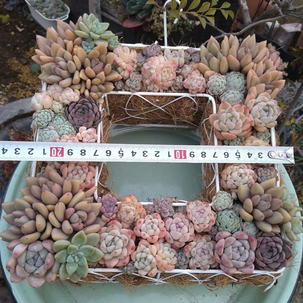 多肉植物寄せ植え【スクエア型リース寄せ】そのまま飾れる寄せ植え　　匿名発送