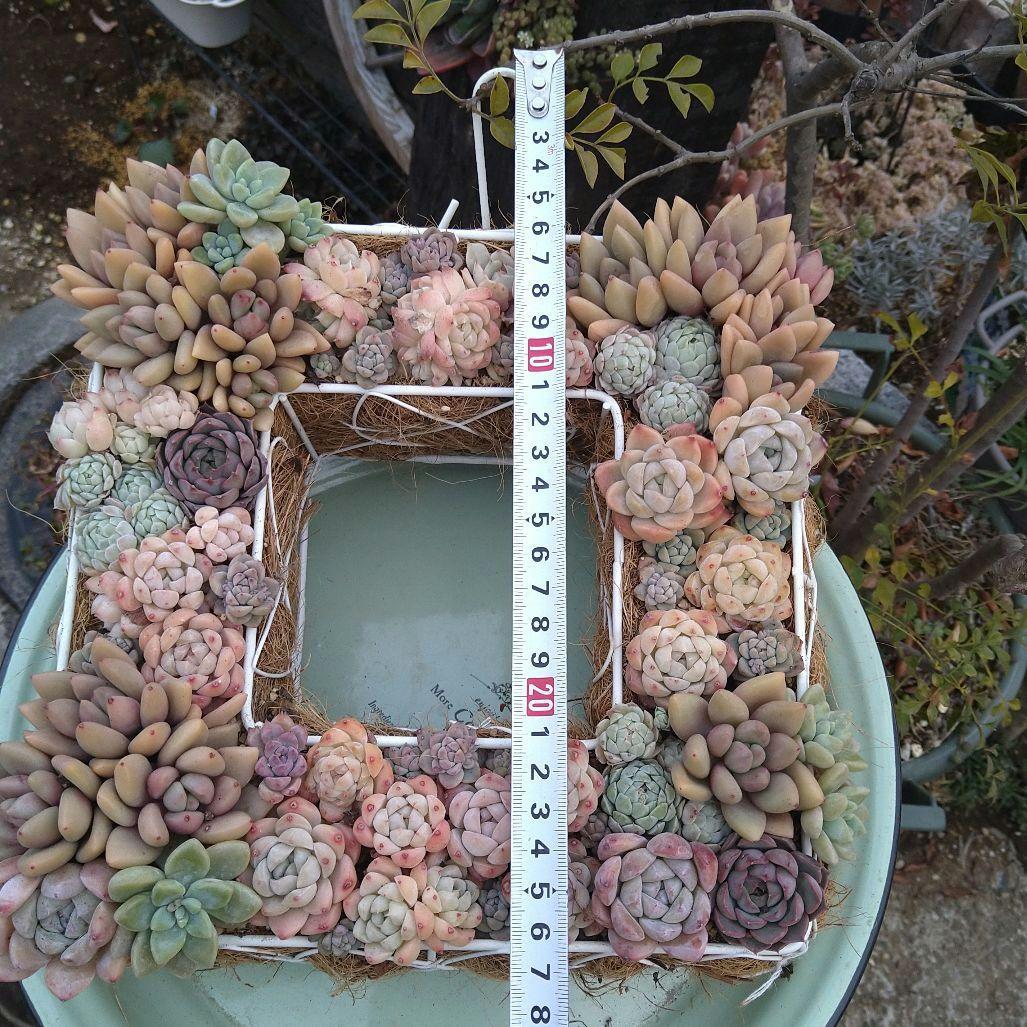 多肉植物寄せ植え【スクエア型リース寄せ】そのまま飾れる寄せ植え　　匿名発送