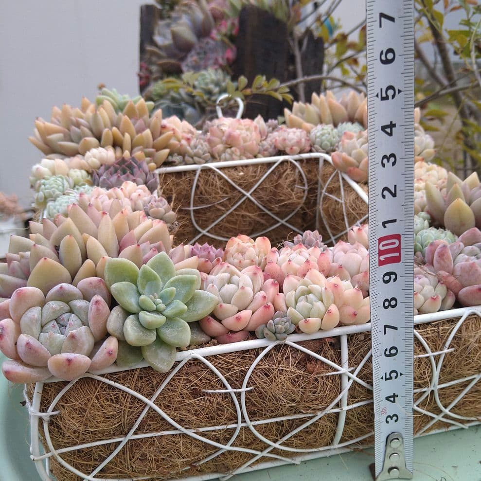 多肉植物寄せ植え【スクエア型リース寄せ】そのまま飾れる寄せ植え　　匿名発送