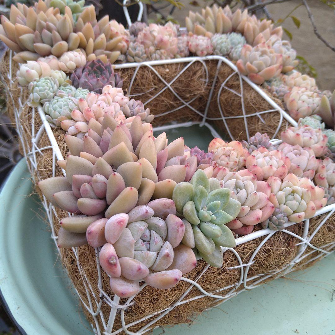 多肉植物寄せ植え【スクエア型リース寄せ】そのまま飾れる寄せ植え　　匿名発送