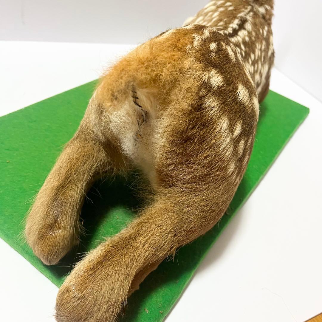 剥製 小鹿 子鹿 ニホンジカ 置き物 ヴィンテージ バンビ インテリア オブジェ