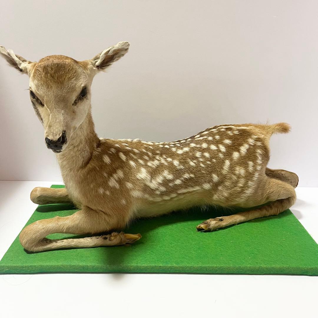 剥製 小鹿 子鹿 ニホンジカ 置き物 ヴィンテージ バンビ インテリア オブジェ