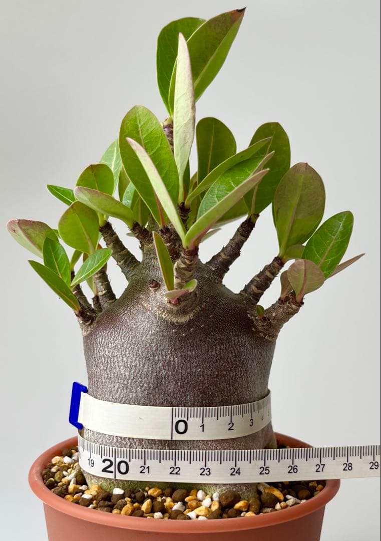 【激レア/ブラックスキン/ドワーフ 】アデニウム アラビカム ガラメーG-3鉢植