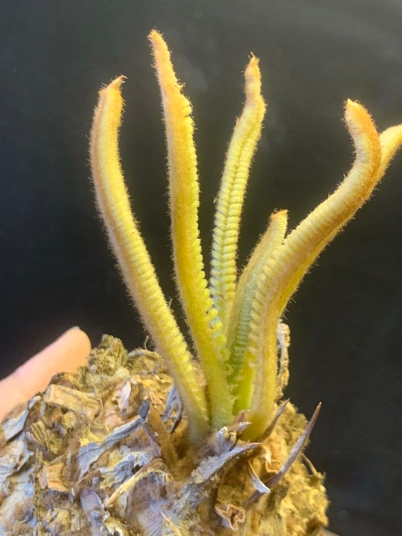 1339★黄金ソテツ★斑入りソテツ★ 蘇鉄 モンステラ 白い蘇鉄 変異