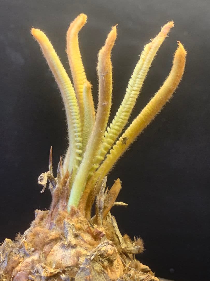 1339★黄金ソテツ★斑入りソテツ★ 蘇鉄 モンステラ 白い蘇鉄 変異