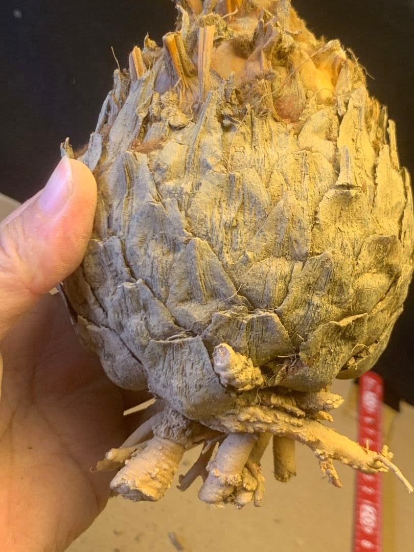 1339★黄金ソテツ★斑入りソテツ★ 蘇鉄 モンステラ 白い蘇鉄 変異