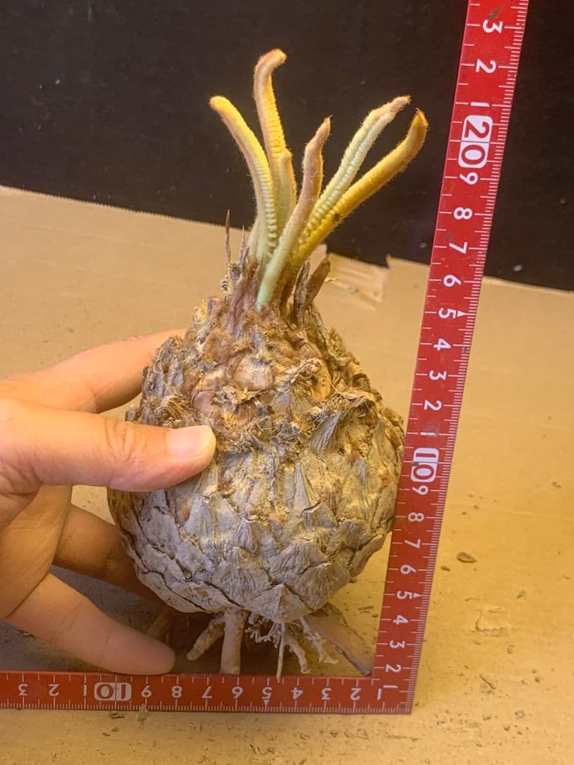 1339★黄金ソテツ★斑入りソテツ★ 蘇鉄 モンステラ 白い蘇鉄 変異