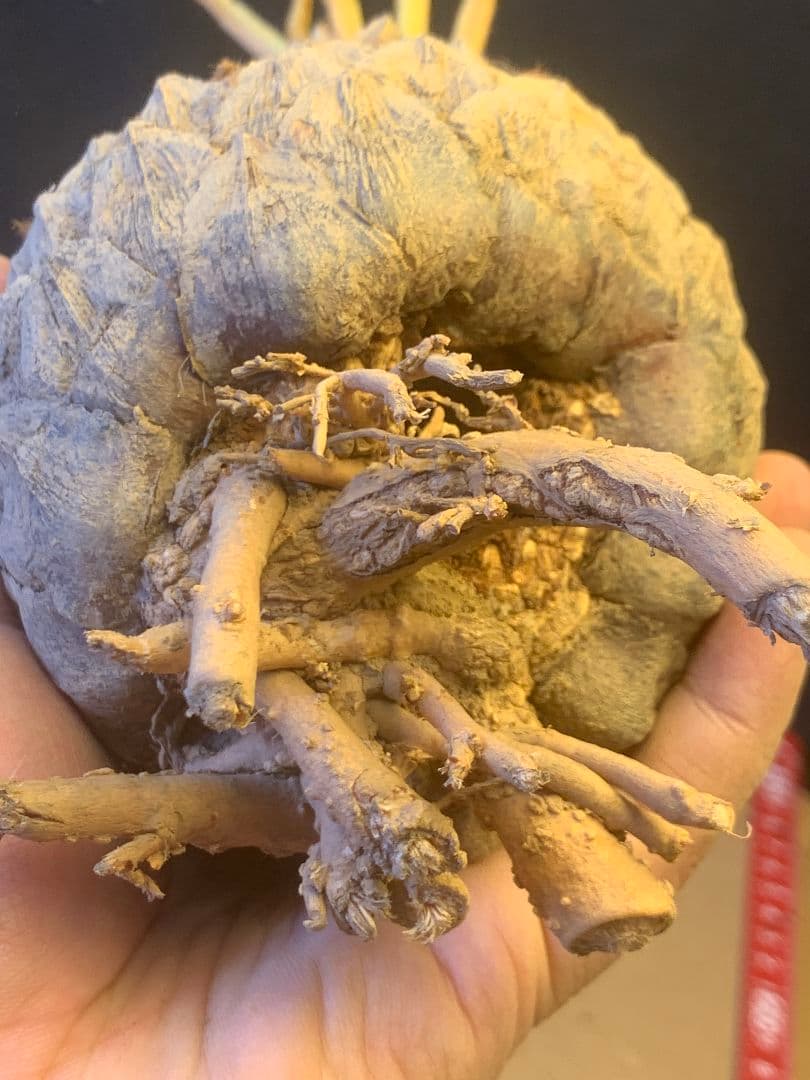 1339★黄金ソテツ★斑入りソテツ★ 蘇鉄 モンステラ 白い蘇鉄 変異