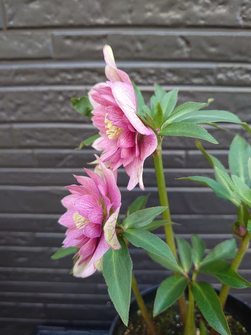 広瀬園芸　クリスマスローズ　Ｑ