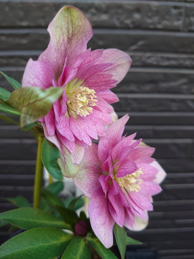 広瀬園芸　クリスマスローズ　Ｑ