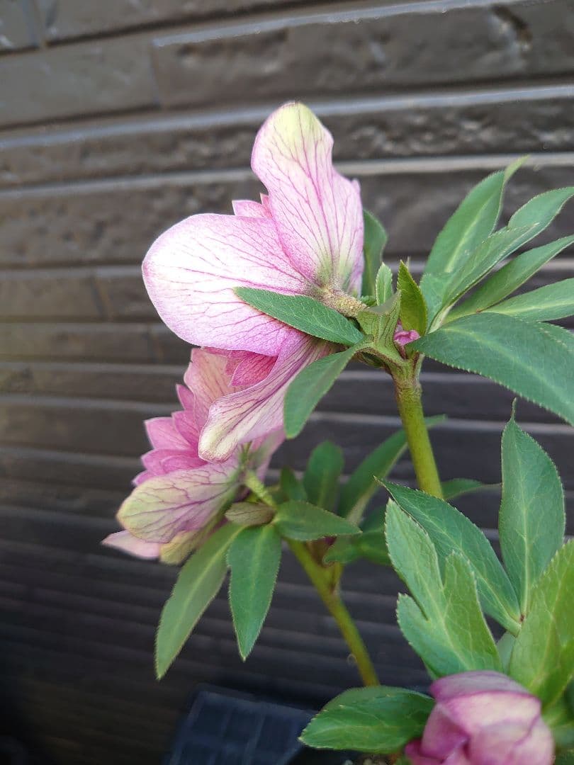 広瀬園芸　クリスマスローズ　Ｑ