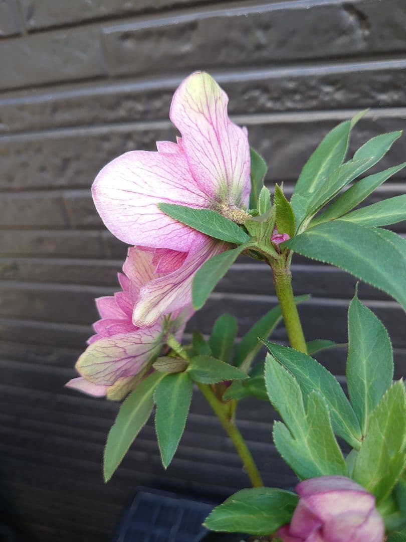 広瀬園芸　クリスマスローズ　Ｑ