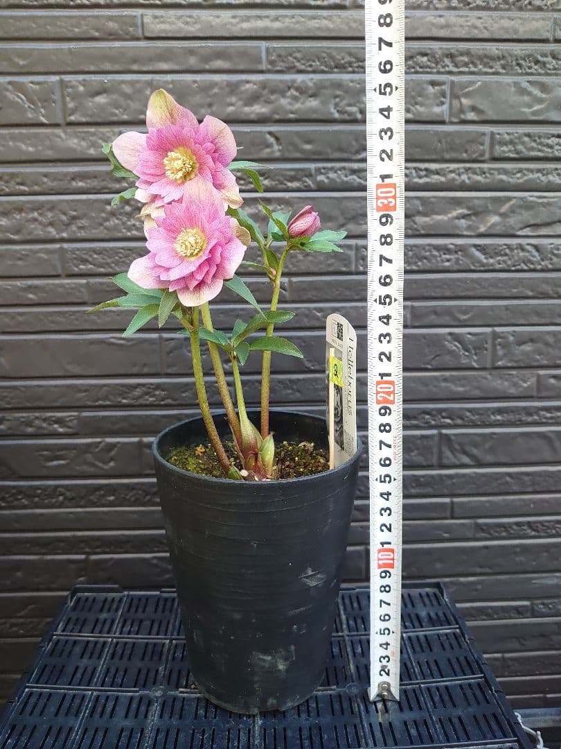 広瀬園芸　クリスマスローズ　Ｑ