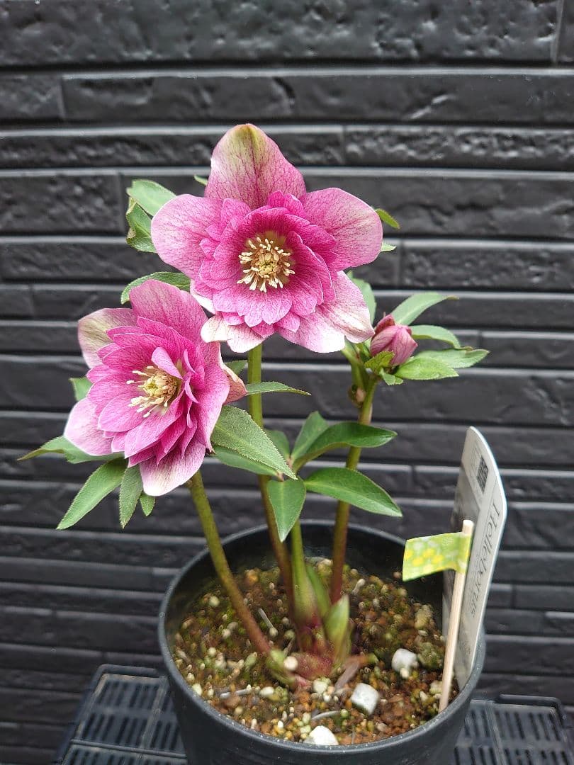 広瀬園芸　クリスマスローズ　Ｑ