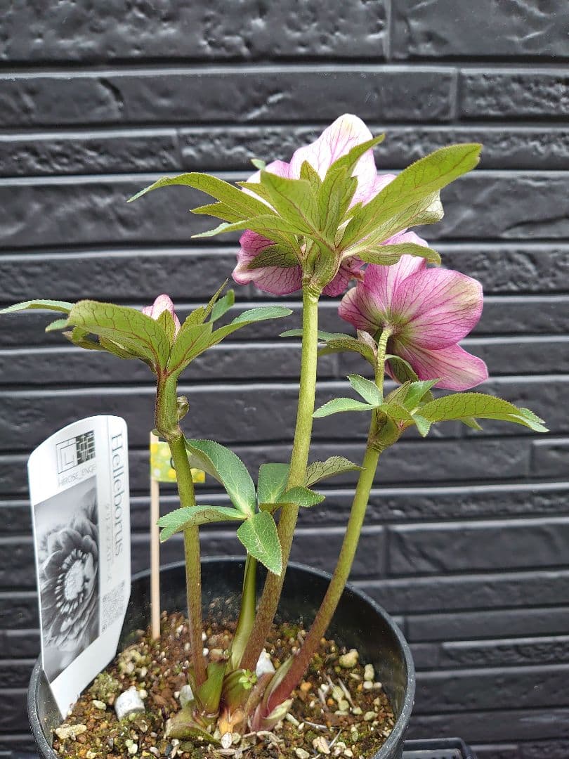 広瀬園芸　クリスマスローズ　Ｑ