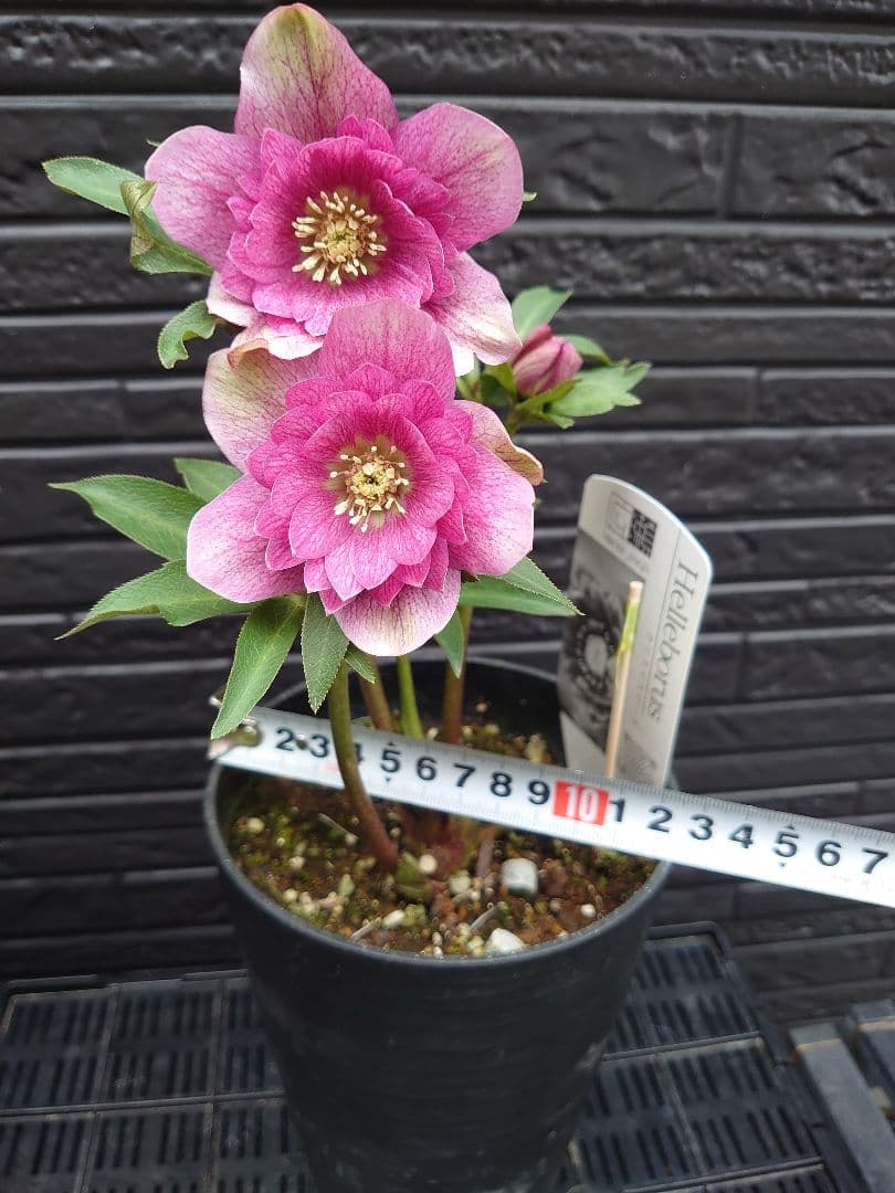 広瀬園芸　クリスマスローズ　Ｑ