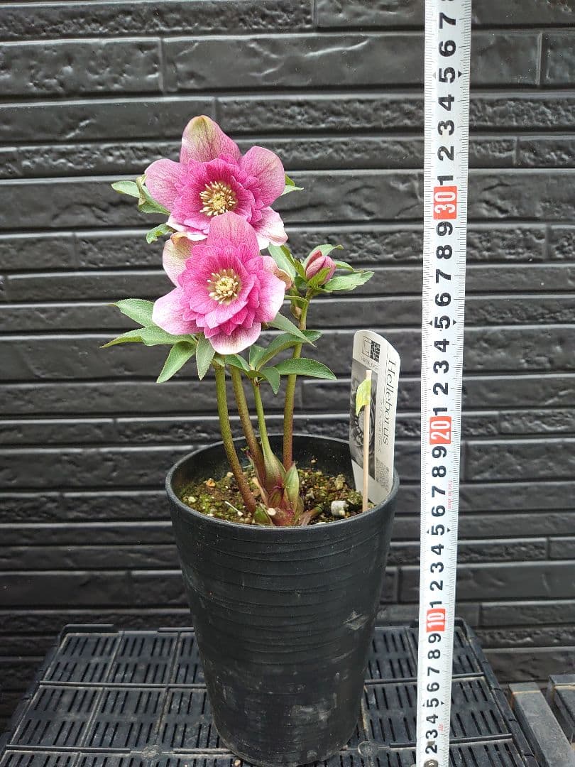 広瀬園芸　クリスマスローズ　Ｑ