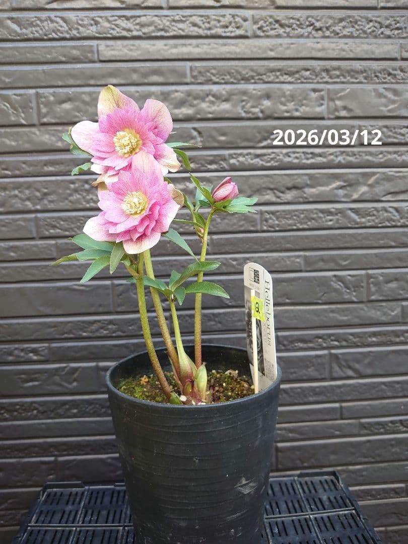 広瀬園芸　クリスマスローズ　Ｑ