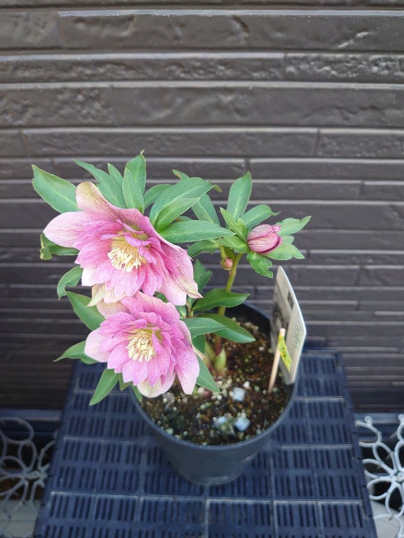 広瀬園芸　クリスマスローズ　Ｑ