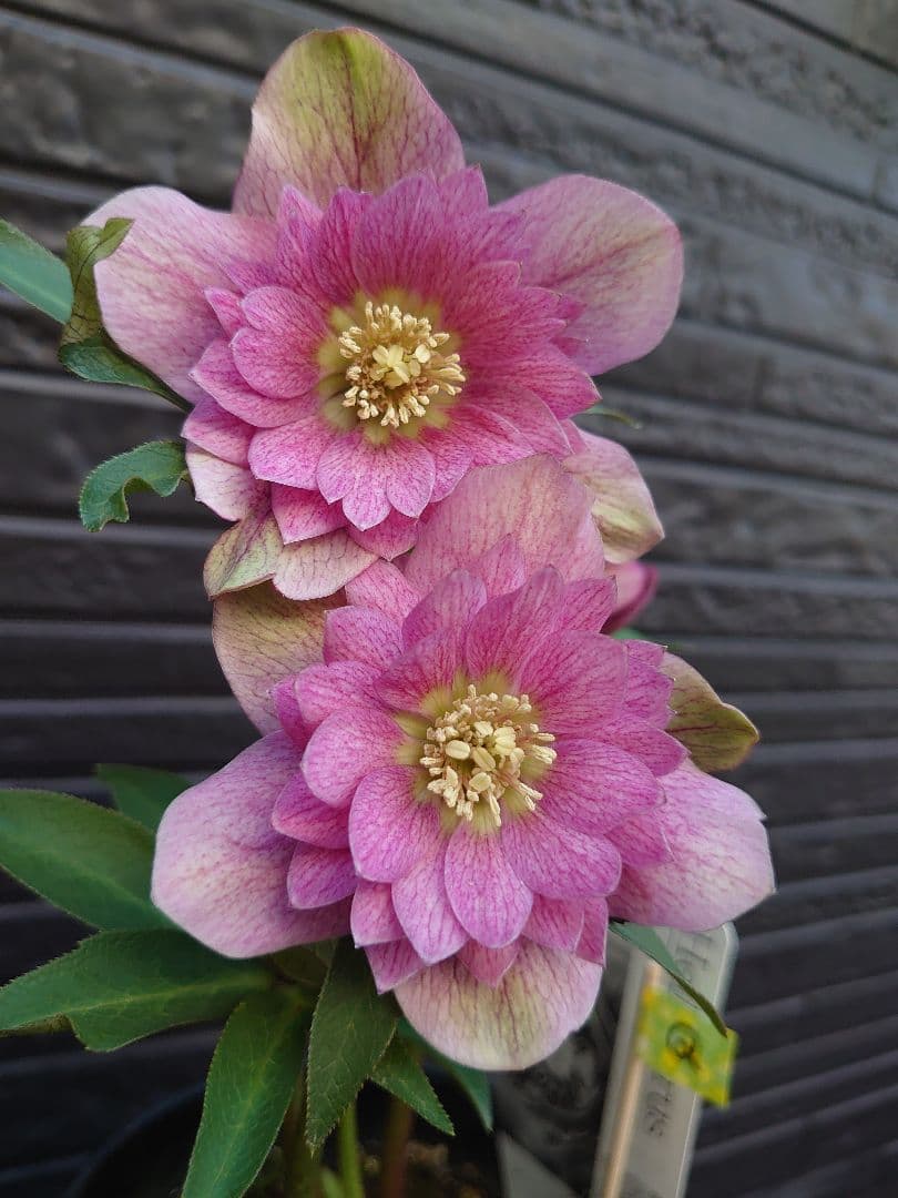 広瀬園芸　クリスマスローズ　Ｑ