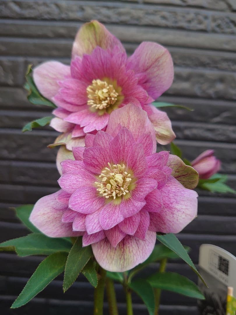 広瀬園芸　クリスマスローズ　Ｑ