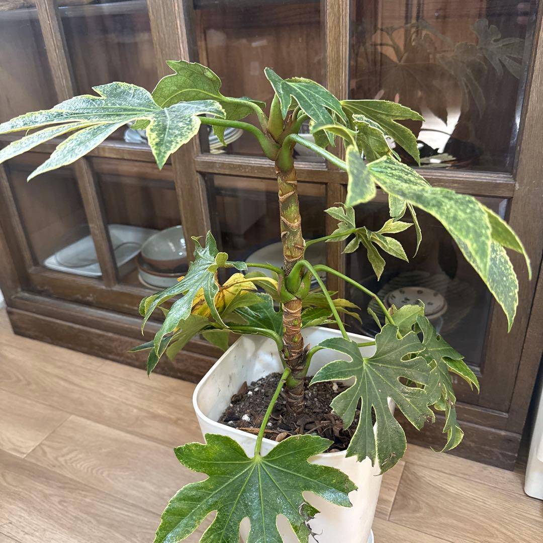【希少】ヤツデ・スパイダーウェブ 約60cm 大型 観葉植物 シンボルツリー