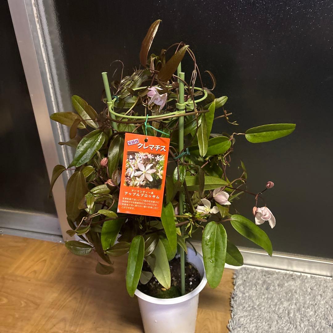 専用アップルブロッサム