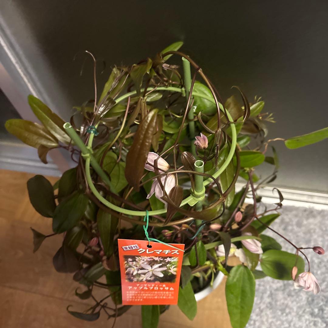 専用アップルブロッサム