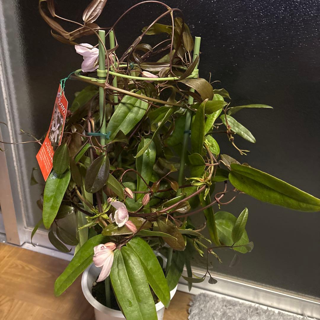 専用アップルブロッサム