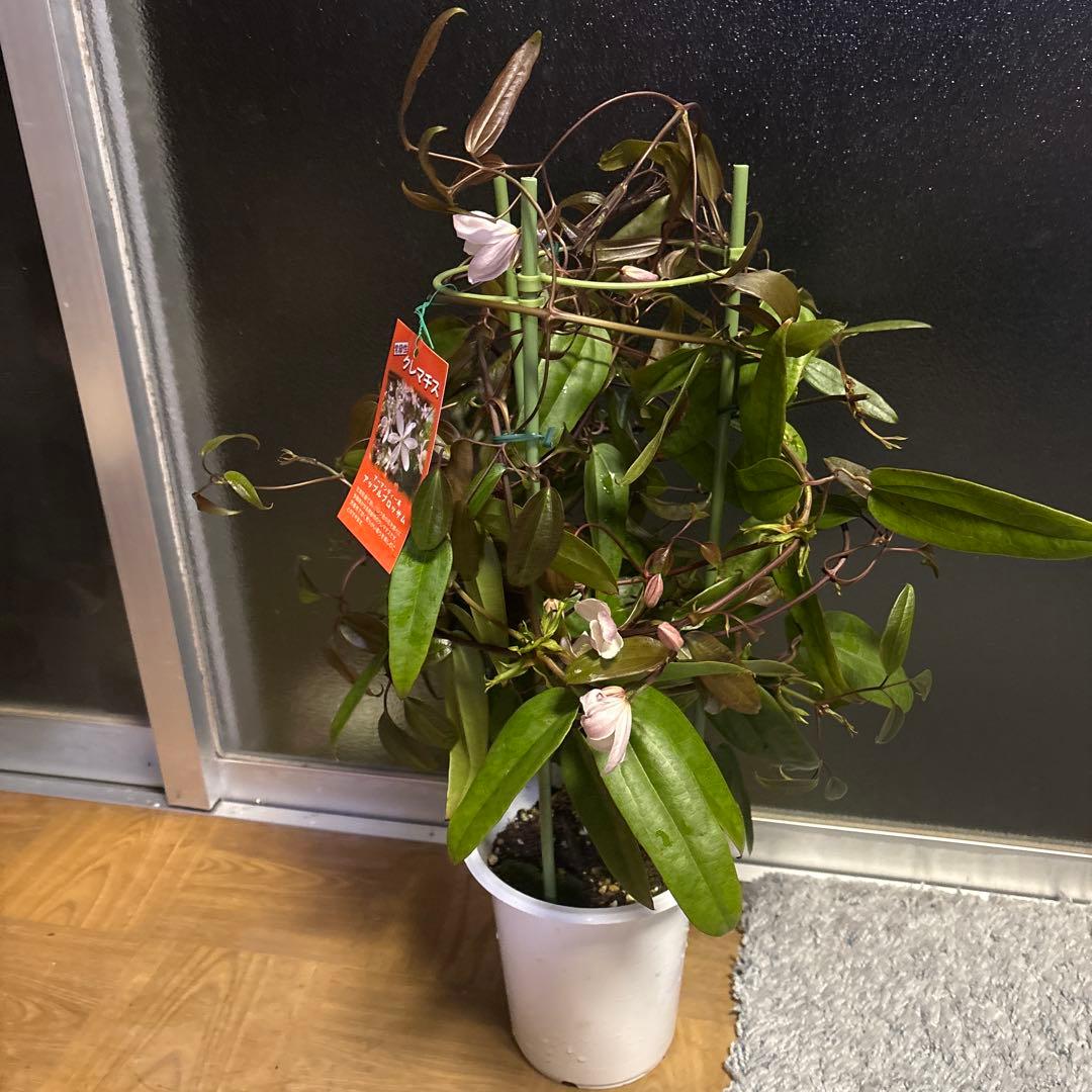 専用アップルブロッサム