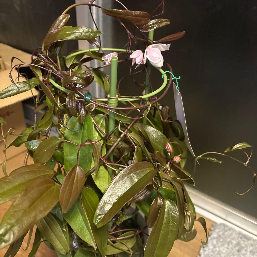 専用アップルブロッサム