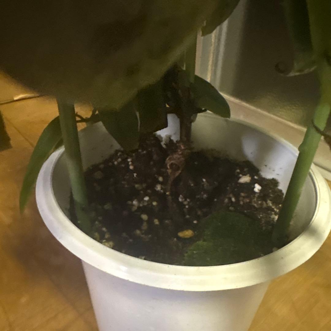 専用アップルブロッサム