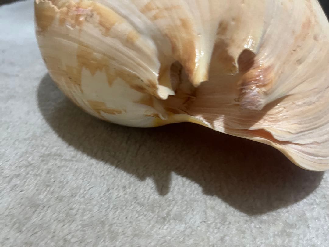 大きな貝約100歳　約40 × 30 × 15センチ￼￼