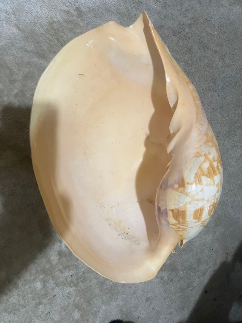 大きな貝約100歳　約40 × 30 × 15センチ￼￼