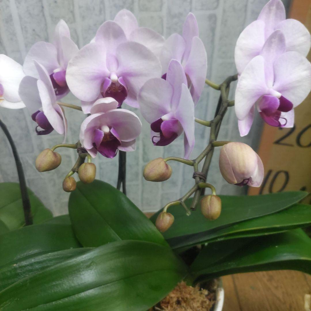 ミディ胡蝶蘭⭐️２種⭐️２鉢セット