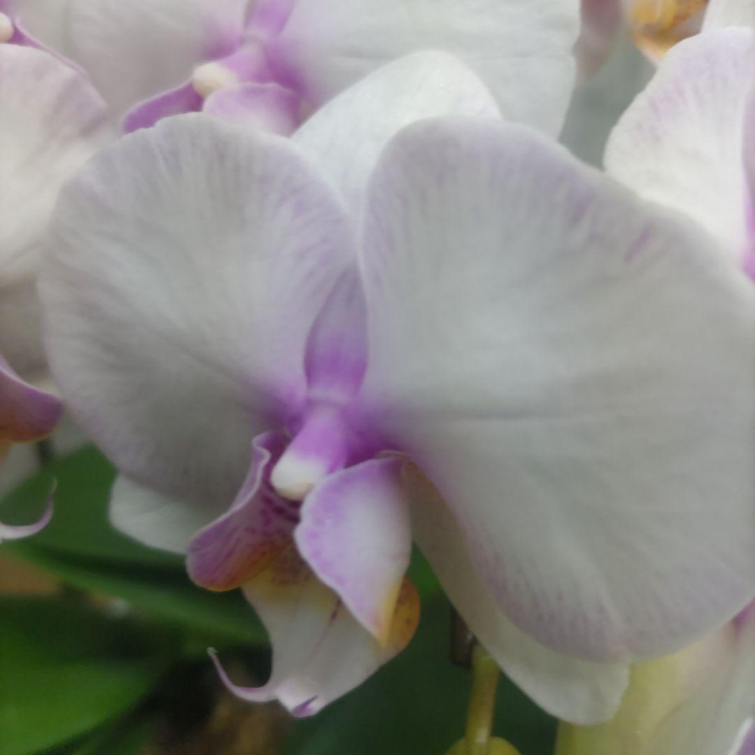 ミディ胡蝶蘭⭐️２種⭐️２鉢セット