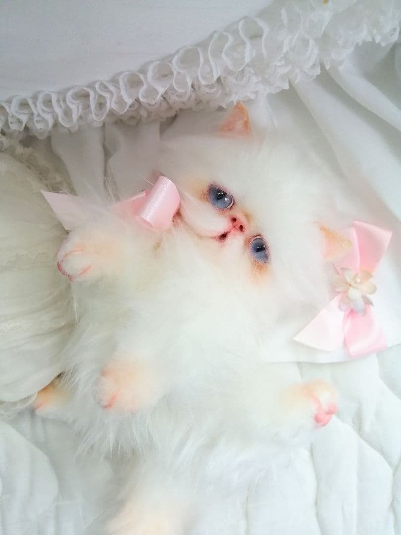 ６ヶ月♡子猫ちゃん♡エキゾチックロングヘア♡アートドール♡ぬいぐるみ♡綺麗な子♡